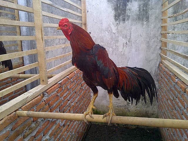 Ayam Bangkok Mathai
