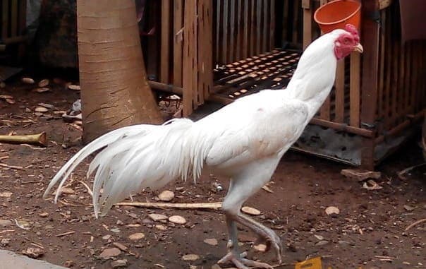 Ayam Bangkok Putih