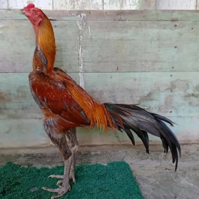 Ayam Bangkok Wangkas
